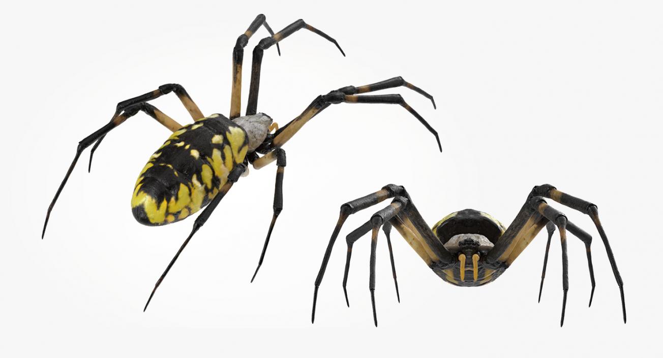 3D model Argiope Aurantia or Yellow Garden Spider