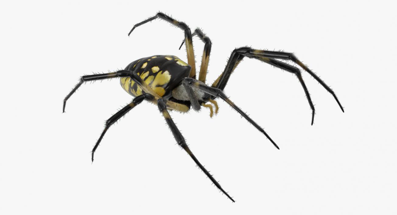 Black and Yellow Garden Spider with Fur 3D model