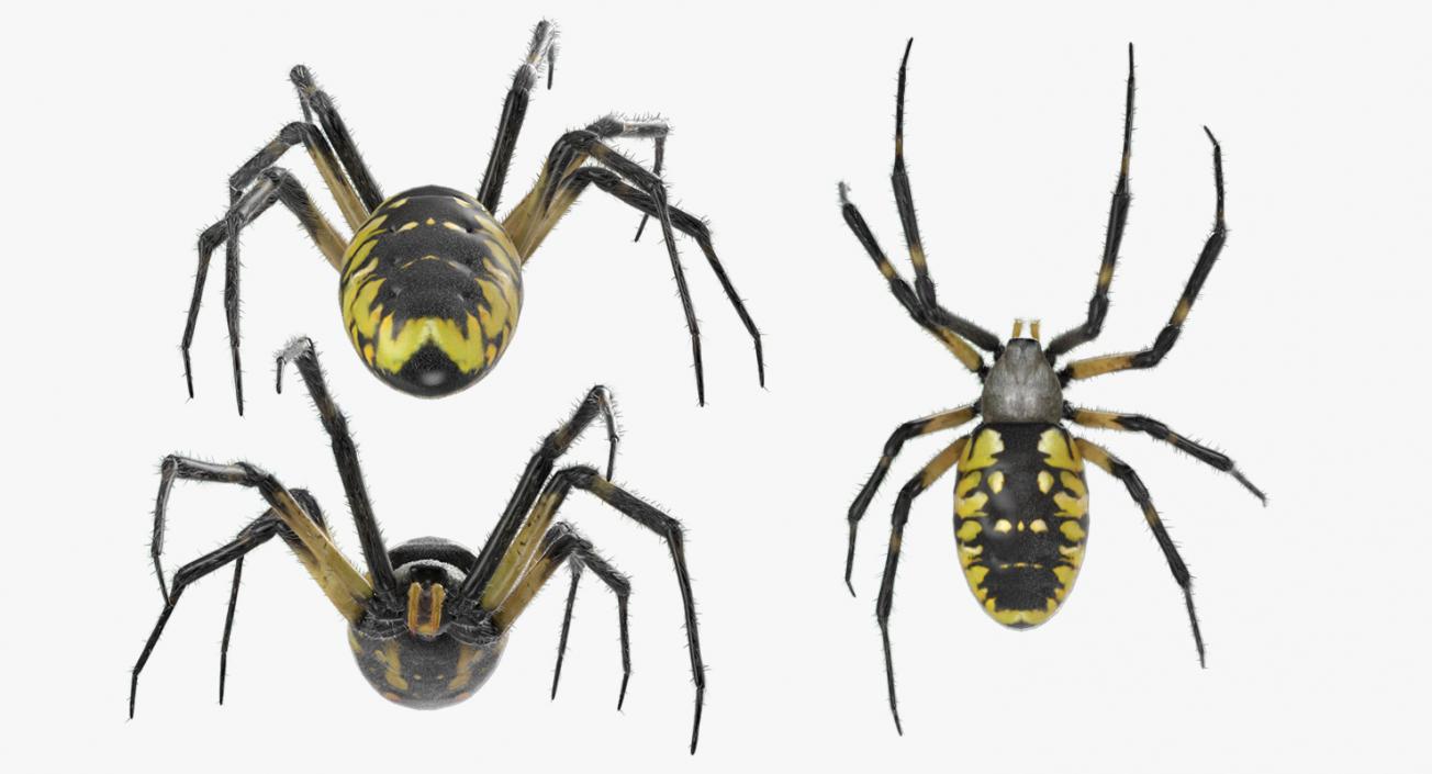 Black and Yellow Garden Spider with Fur 3D model