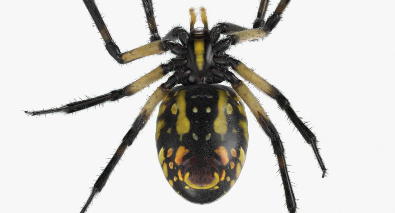 Black and Yellow Garden Spider with Fur 3D model