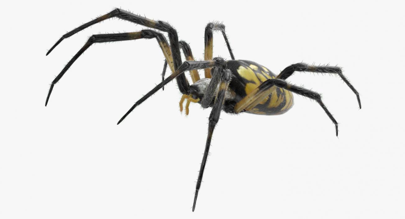 Black and Yellow Garden Spider with Fur 3D model