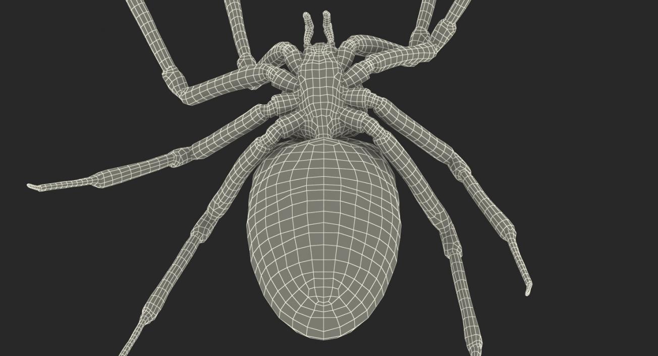 Black and Yellow Garden Spider with Fur 3D model