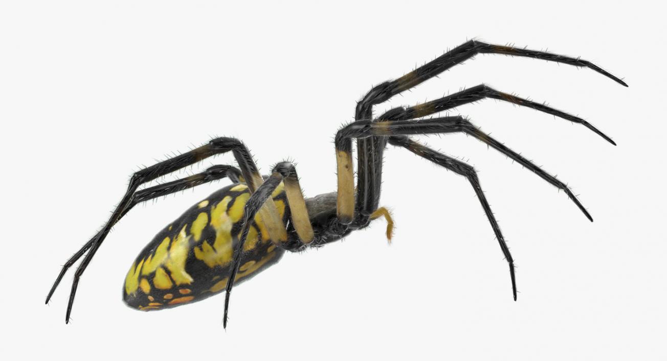 Black and Yellow Garden Spider with Fur 3D model