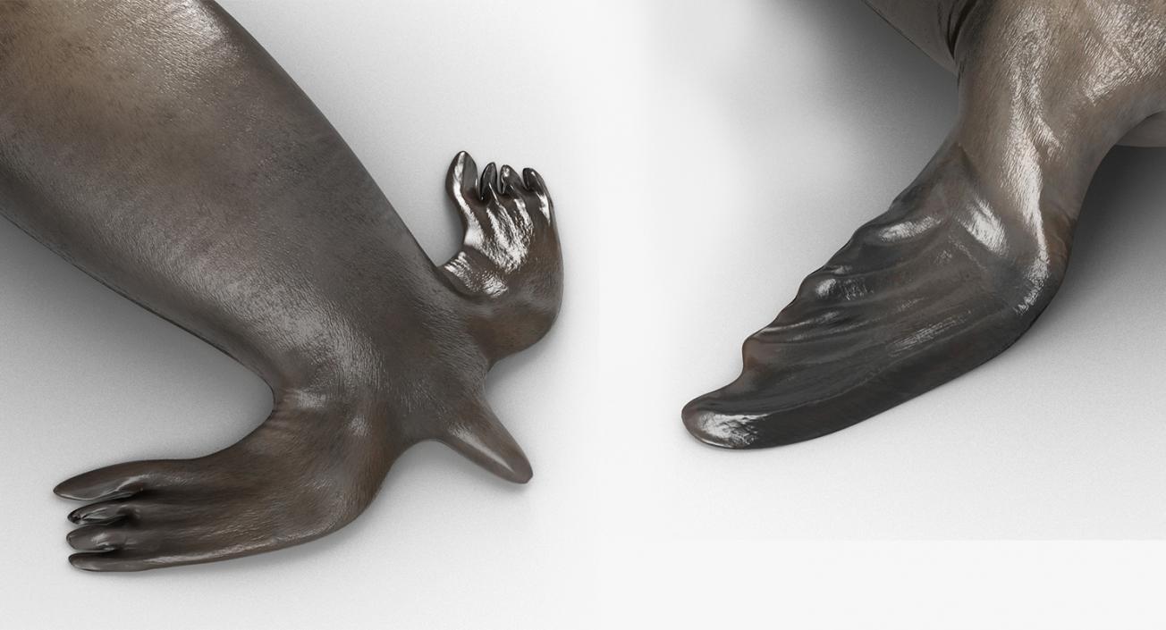 Marine Mammals Collection 4 3D