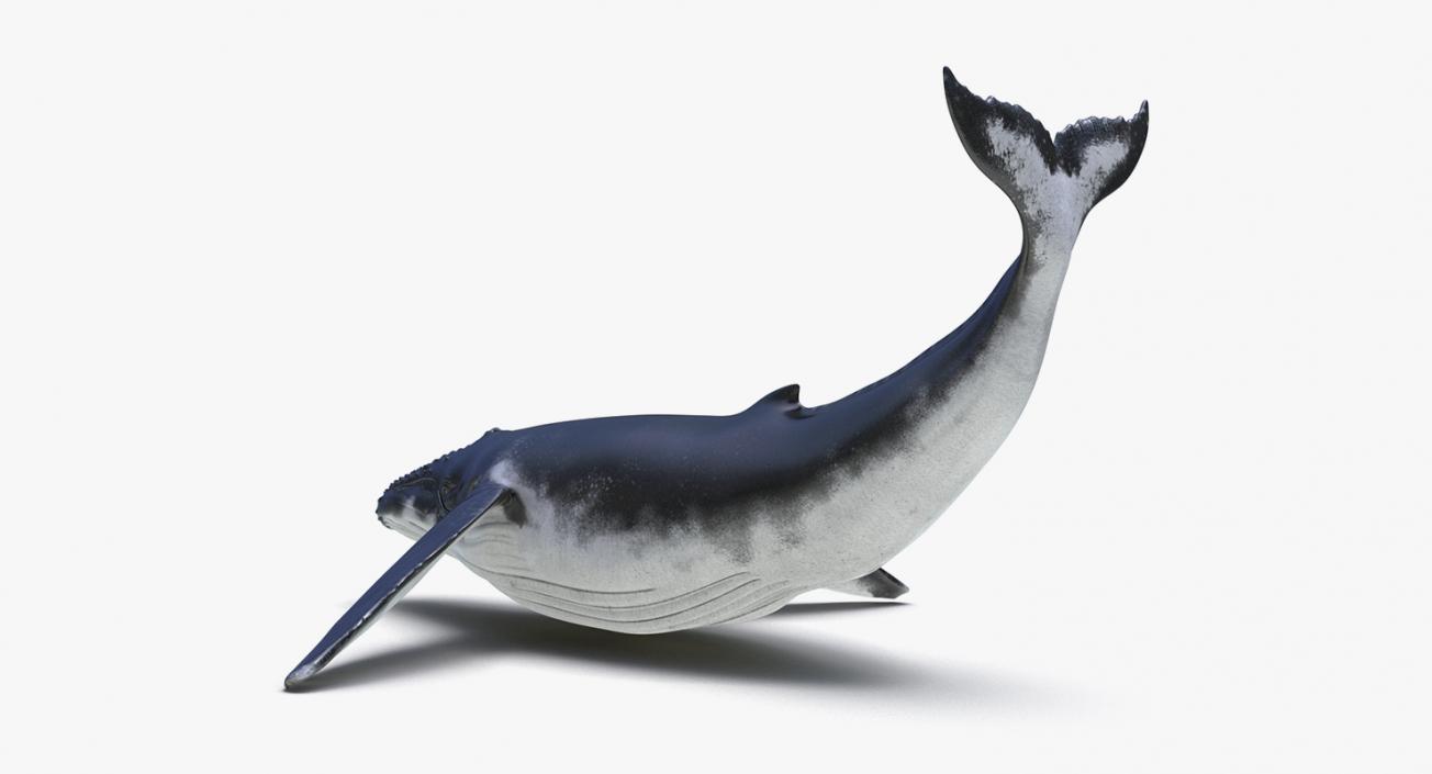 Marine Mammals Collection 4 3D