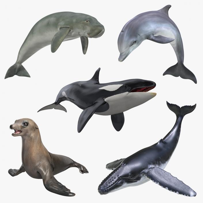 Marine Mammals Collection 4 3D