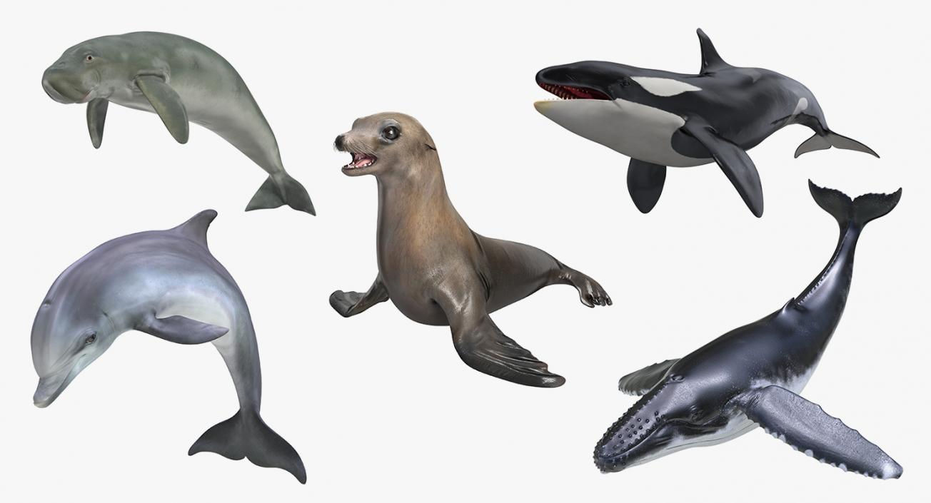 Marine Mammals Collection 4 3D