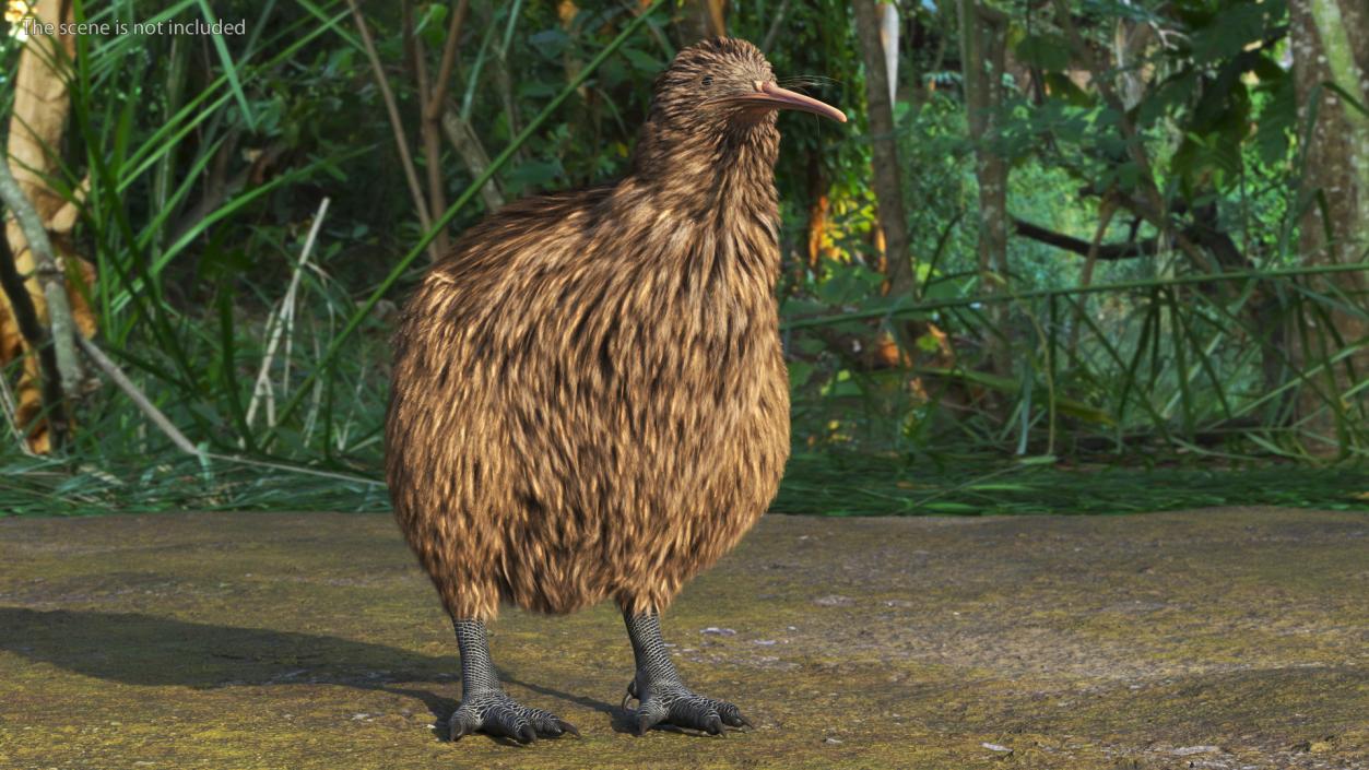 Kiwi Bird 3D model