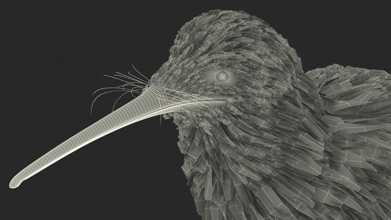 Kiwi Bird 3D model