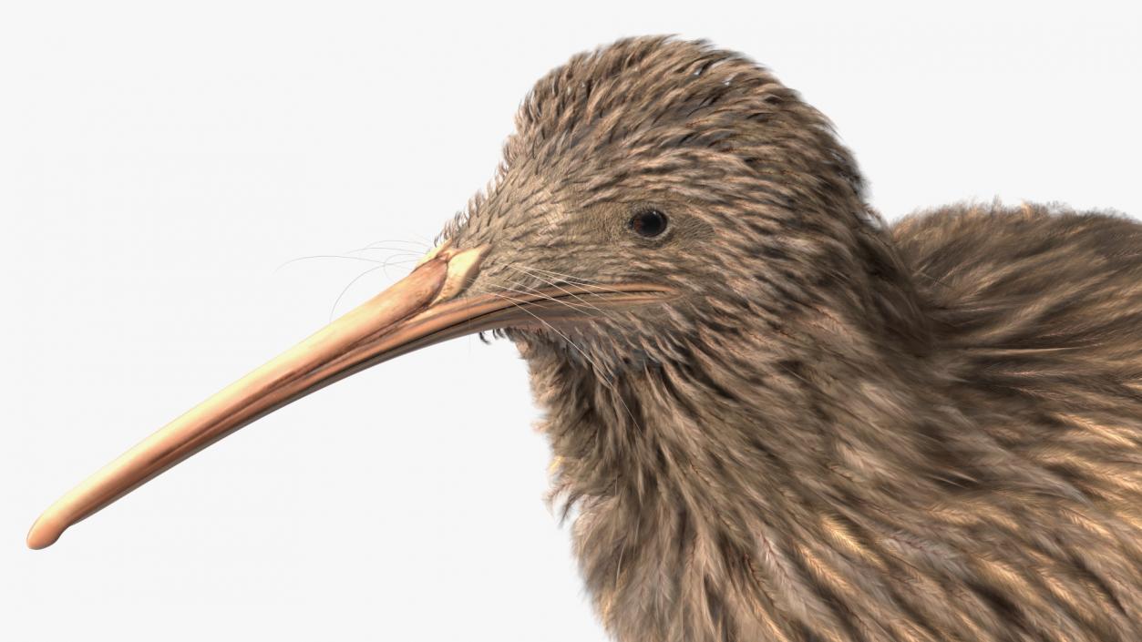 Kiwi Bird 3D model