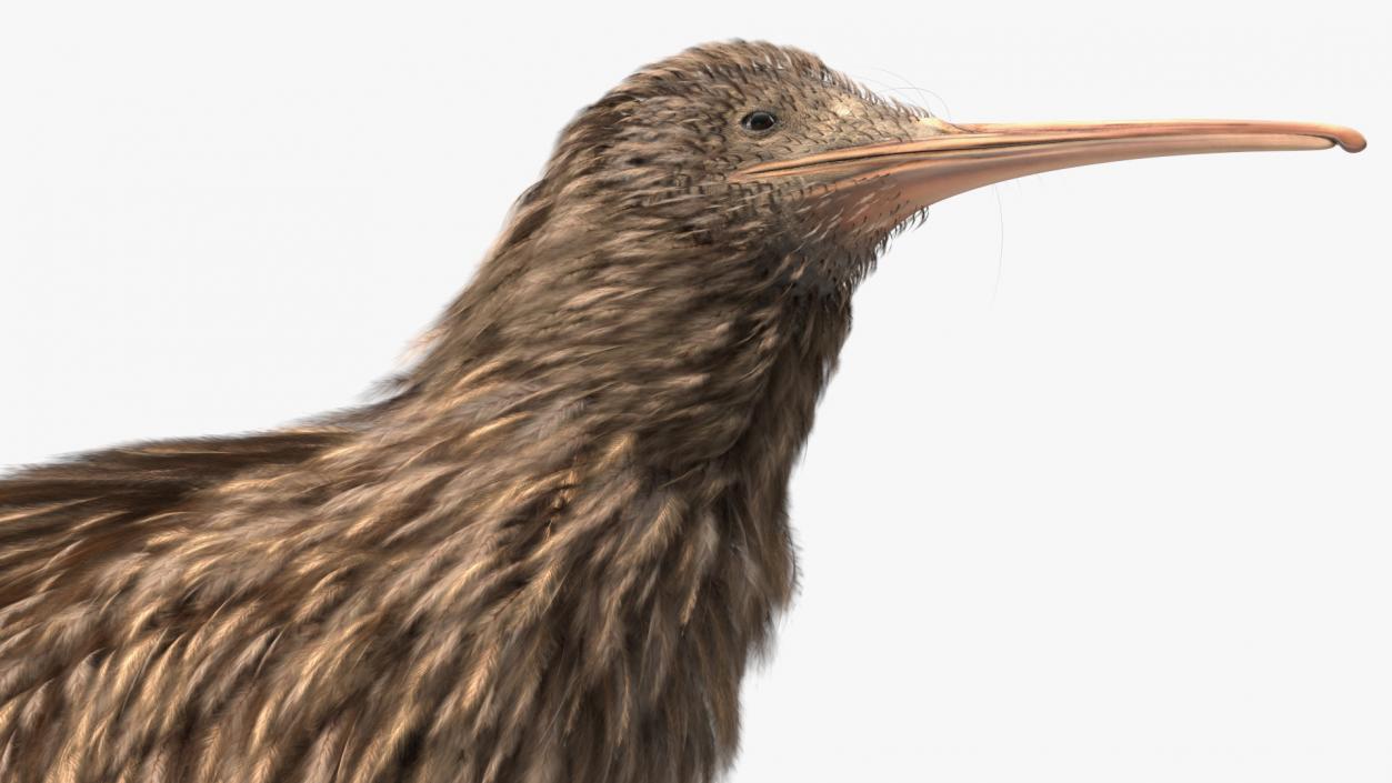 Kiwi Bird 3D model