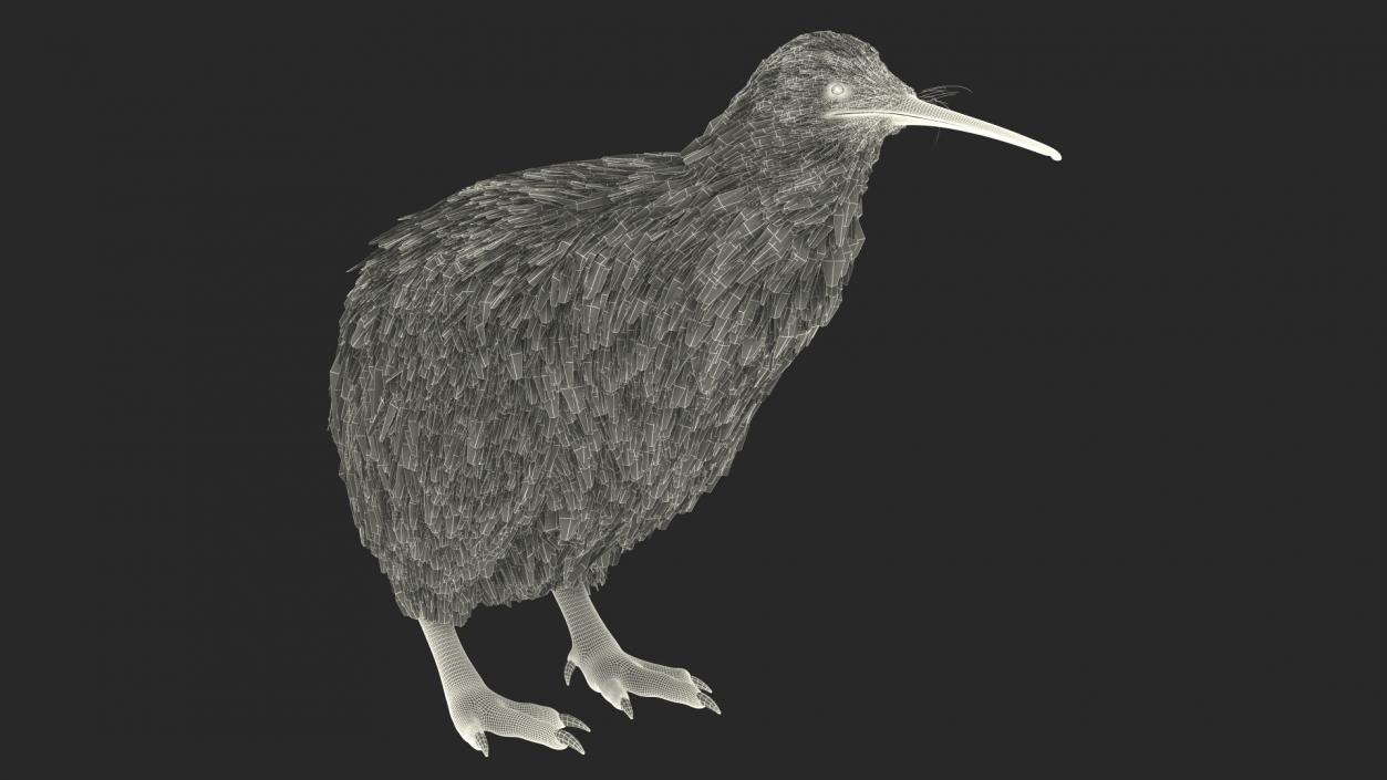 Kiwi Bird 3D model