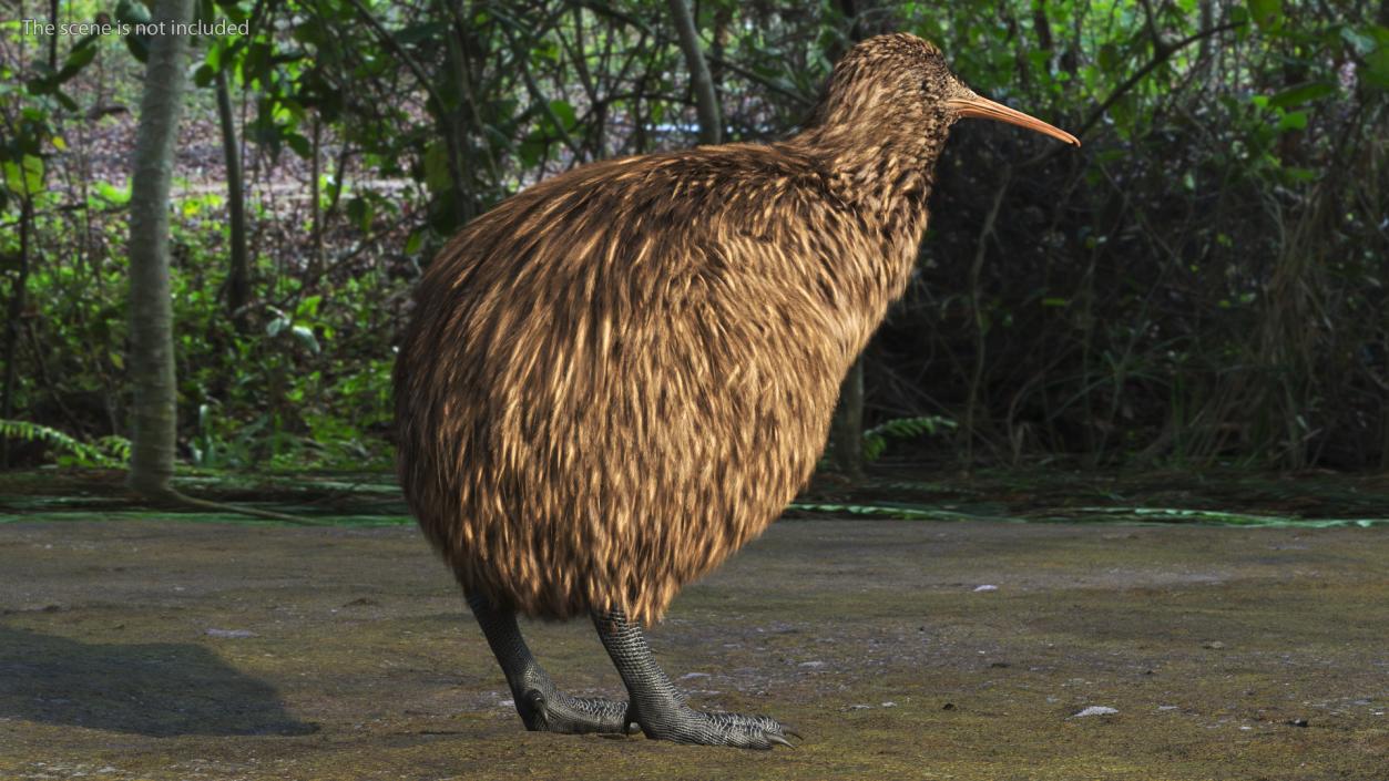 Kiwi Bird 3D model