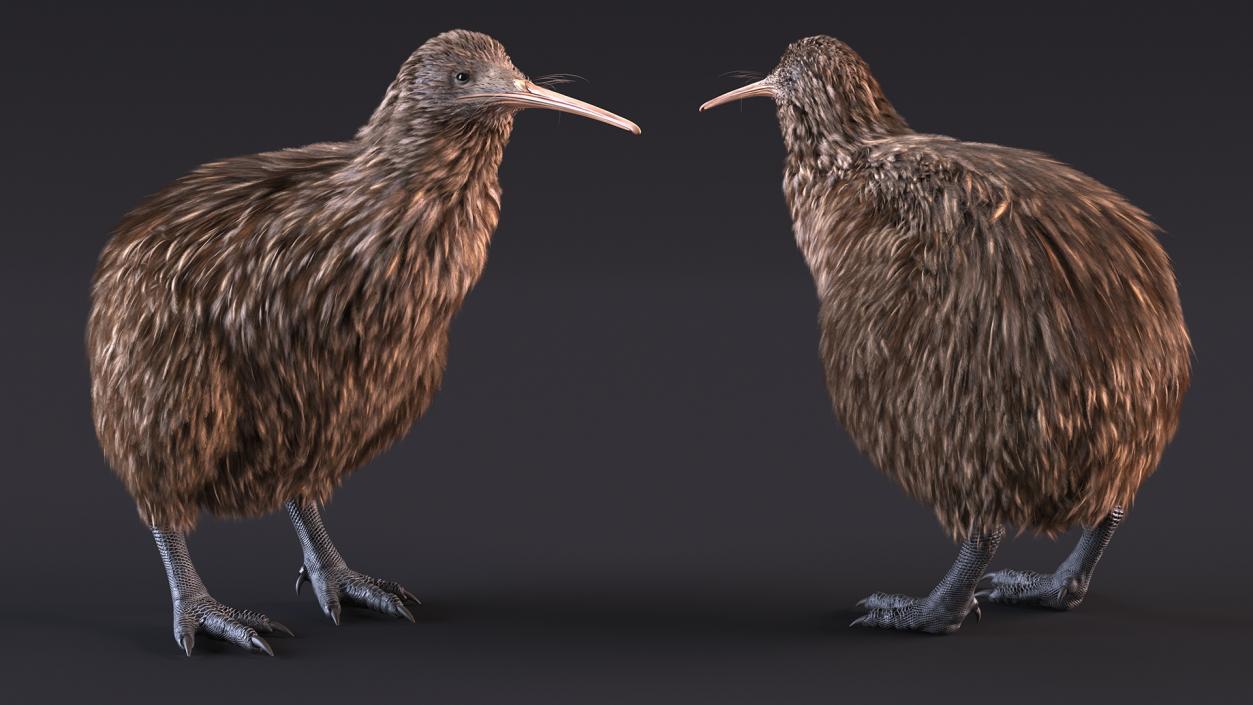 Kiwi Bird 3D model