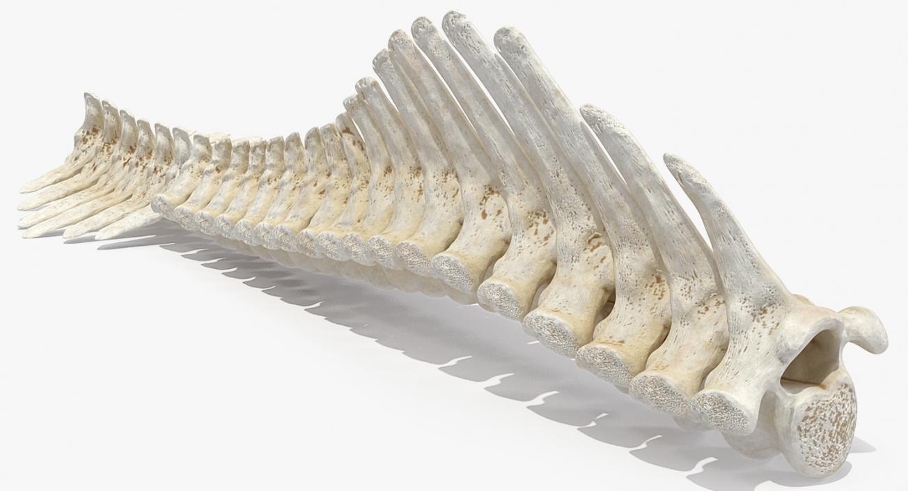 3D model Animal Spine Vertebrae Bones 2