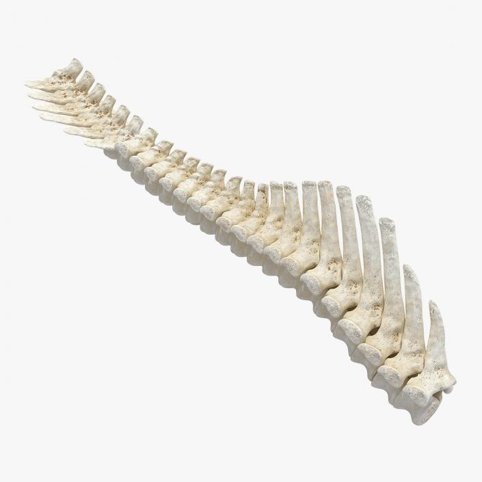 3D model Animal Spine Vertebrae Bones 2