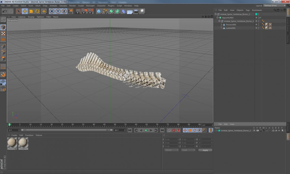 3D model Animal Spine Vertebrae Bones 2