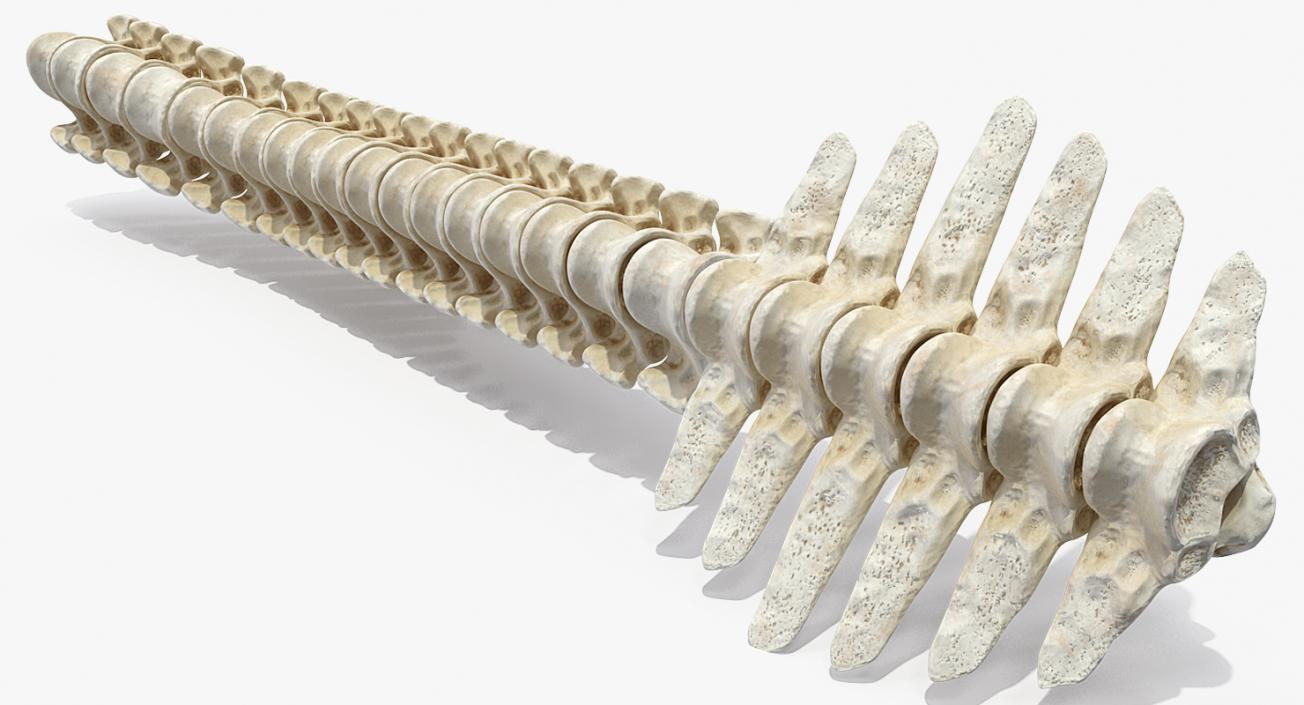 3D model Animal Spine Vertebrae Bones 2