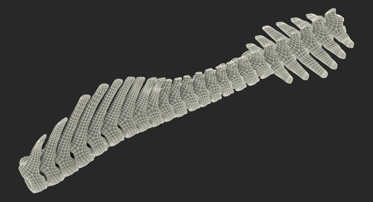 3D model Animal Spine Vertebrae Bones 2