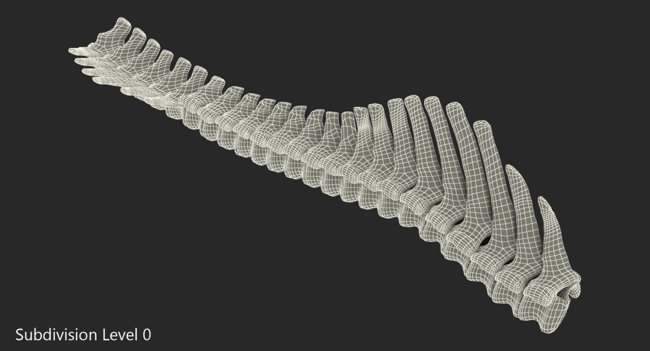 3D model Animal Spine Vertebrae Bones 2