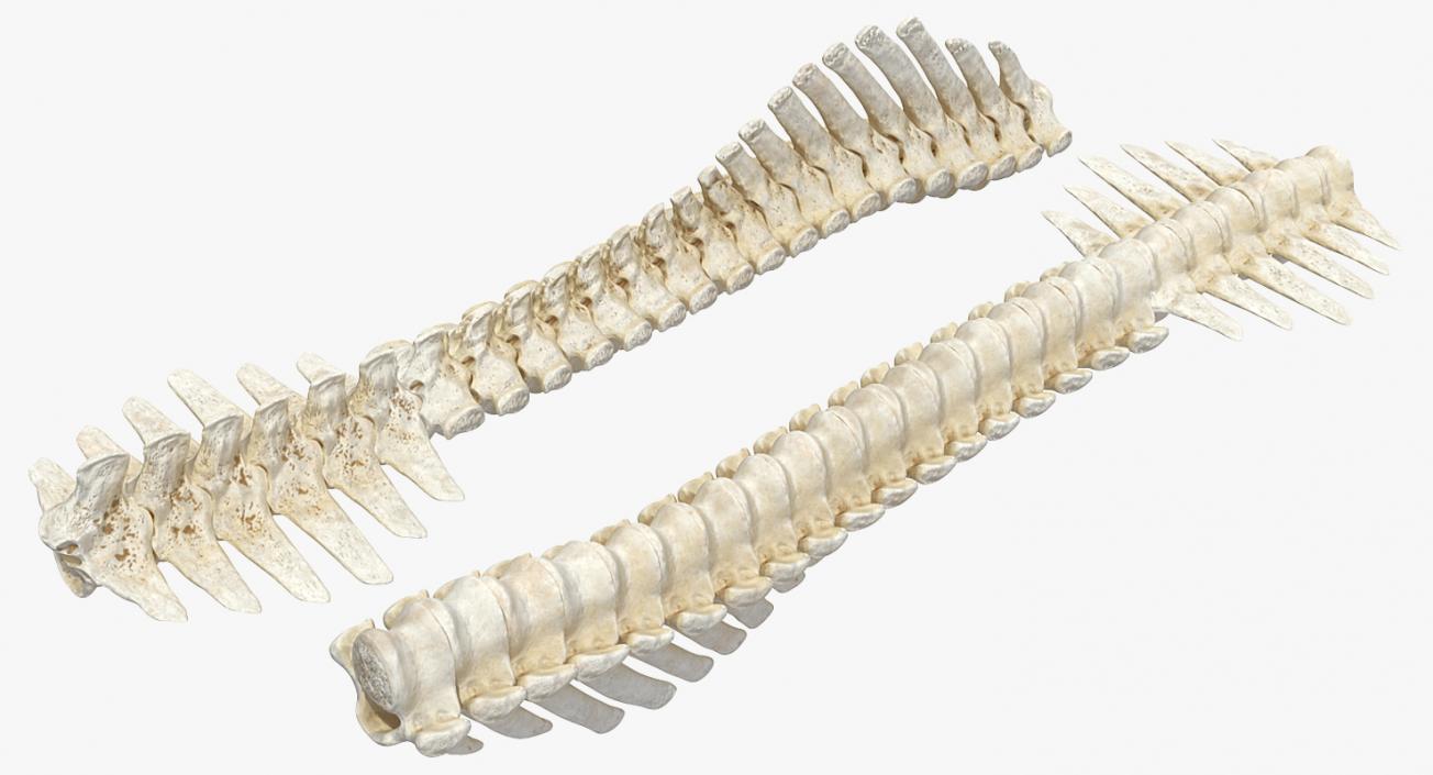 3D model Animal Spine Vertebrae Bones 2