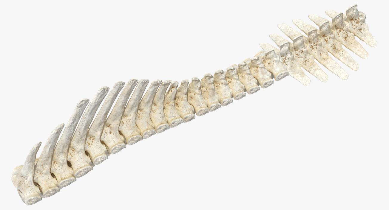 3D model Animal Spine Vertebrae Bones 2