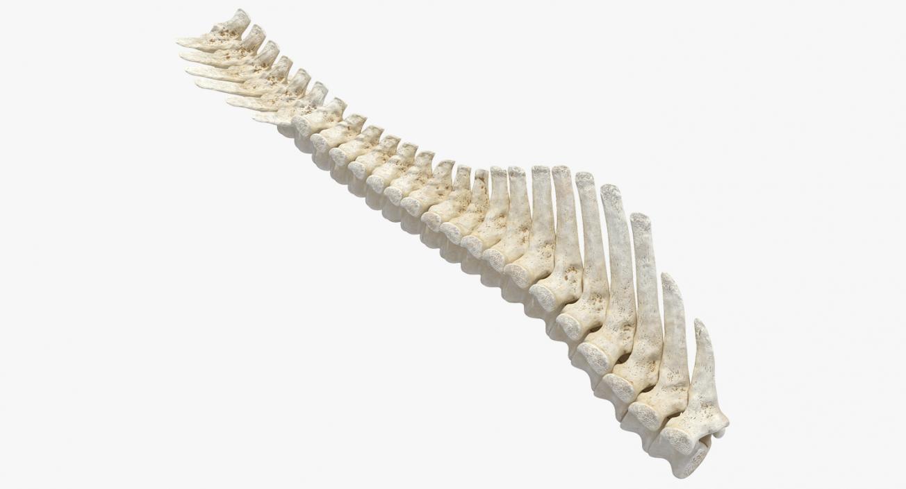 3D model Animal Spine Vertebrae Bones 2