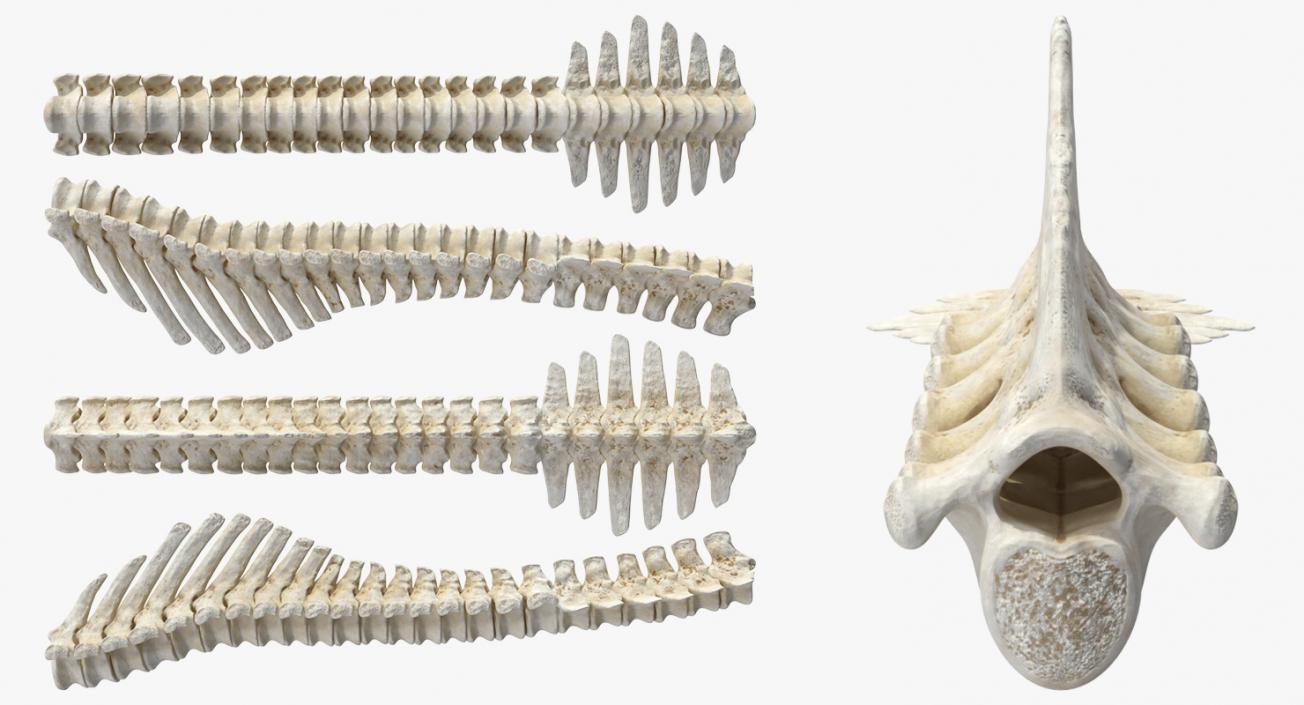 3D model Animal Spine Vertebrae Bones 2