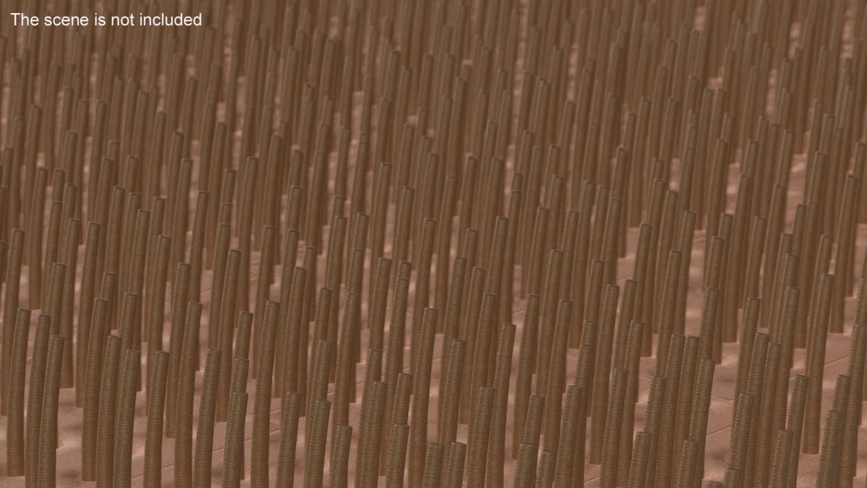 3D Brown Hair Under the Microscope 2 model