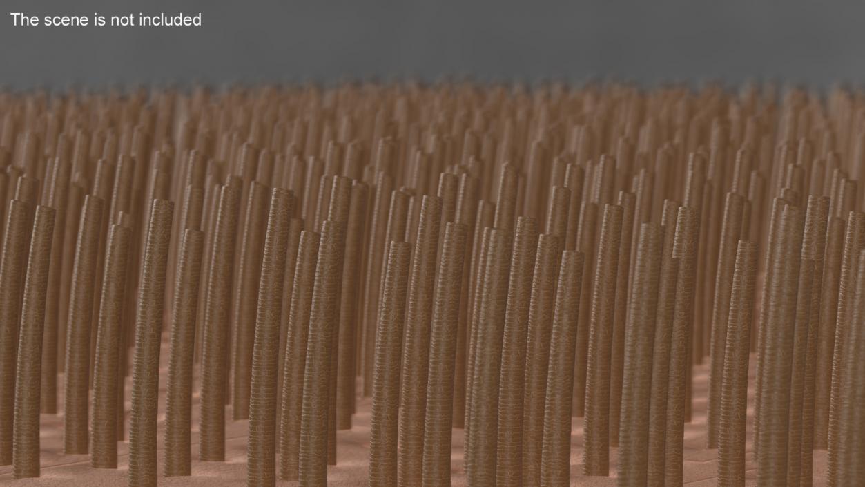 3D Brown Hair Under the Microscope 2 model