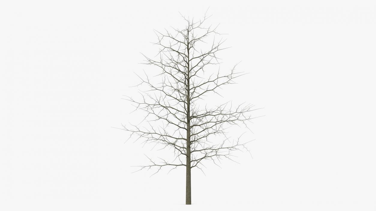 Winter Bare Oak Tree 2 3D