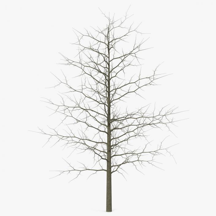 Winter Bare Oak Tree 2 3D