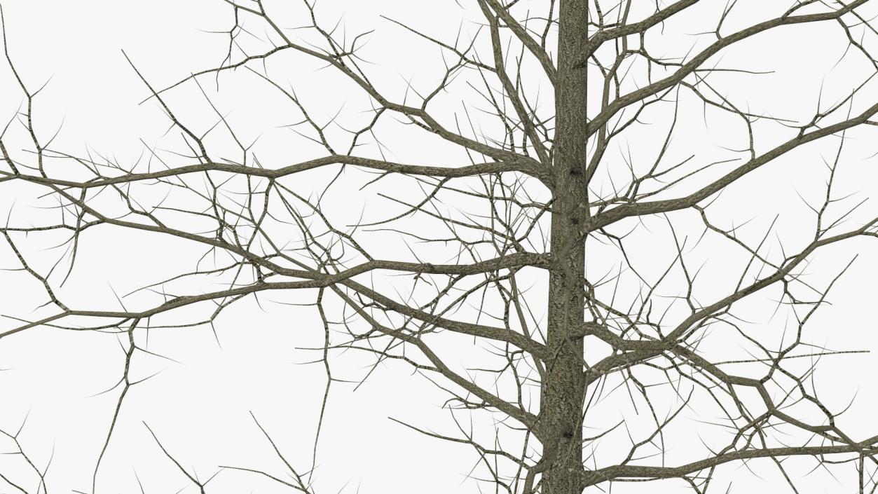 Winter Bare Oak Tree 2 3D