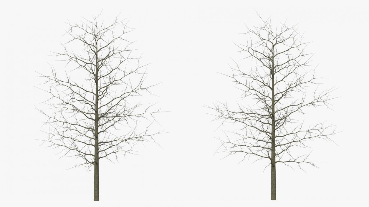 Winter Bare Oak Tree 2 3D