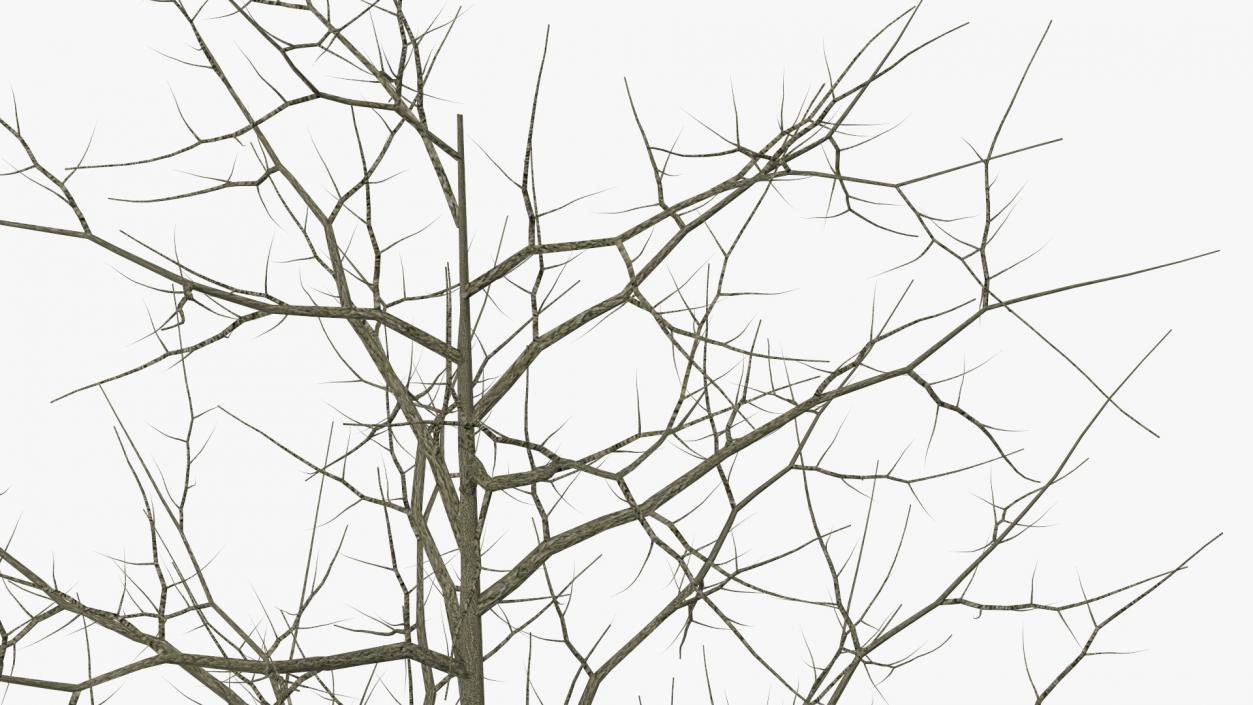 Winter Bare Oak Tree 2 3D