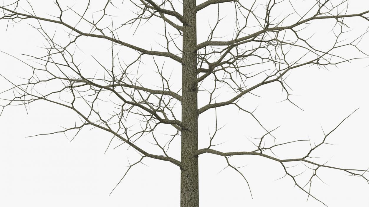 Winter Bare Oak Tree 2 3D