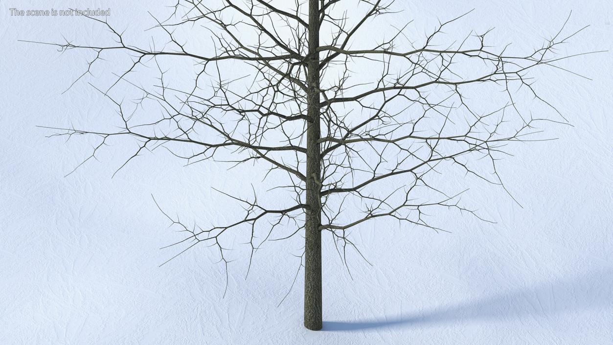 Winter Bare Oak Tree 2 3D