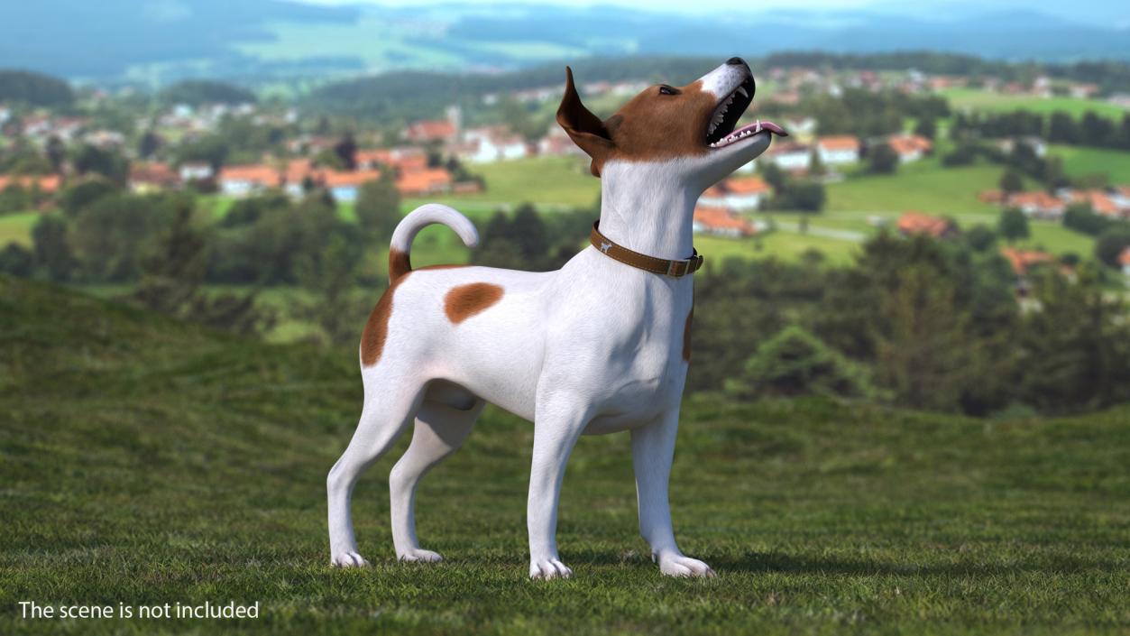 3D Jack Russell Terrier Spotted Waiting Pose