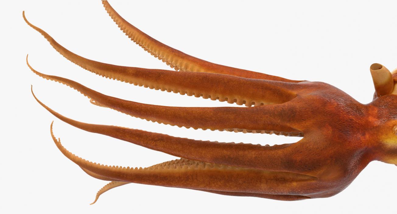 3D Common Octopus Swimming model