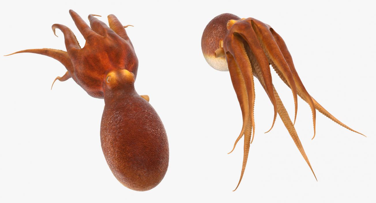 3D Common Octopus Swimming model