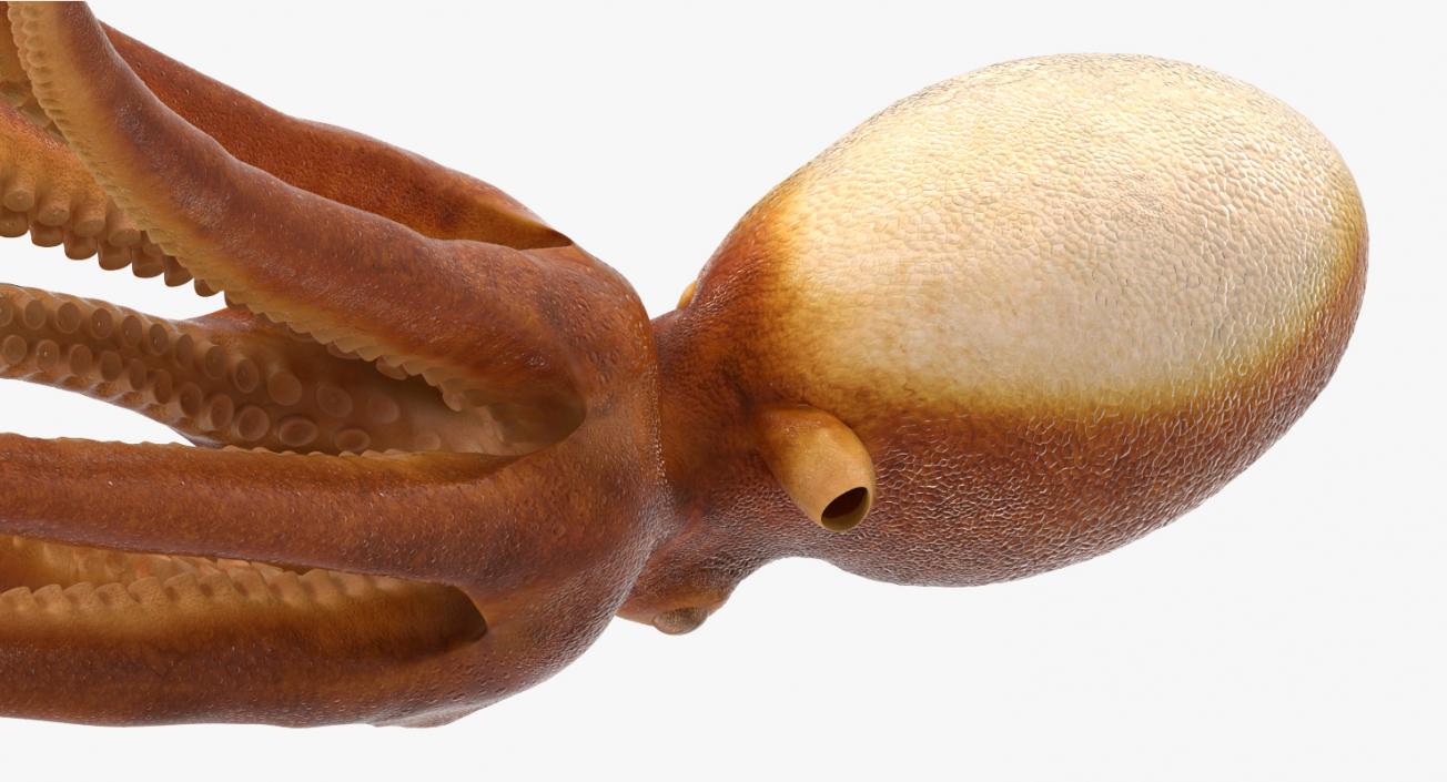 3D Common Octopus Swimming model