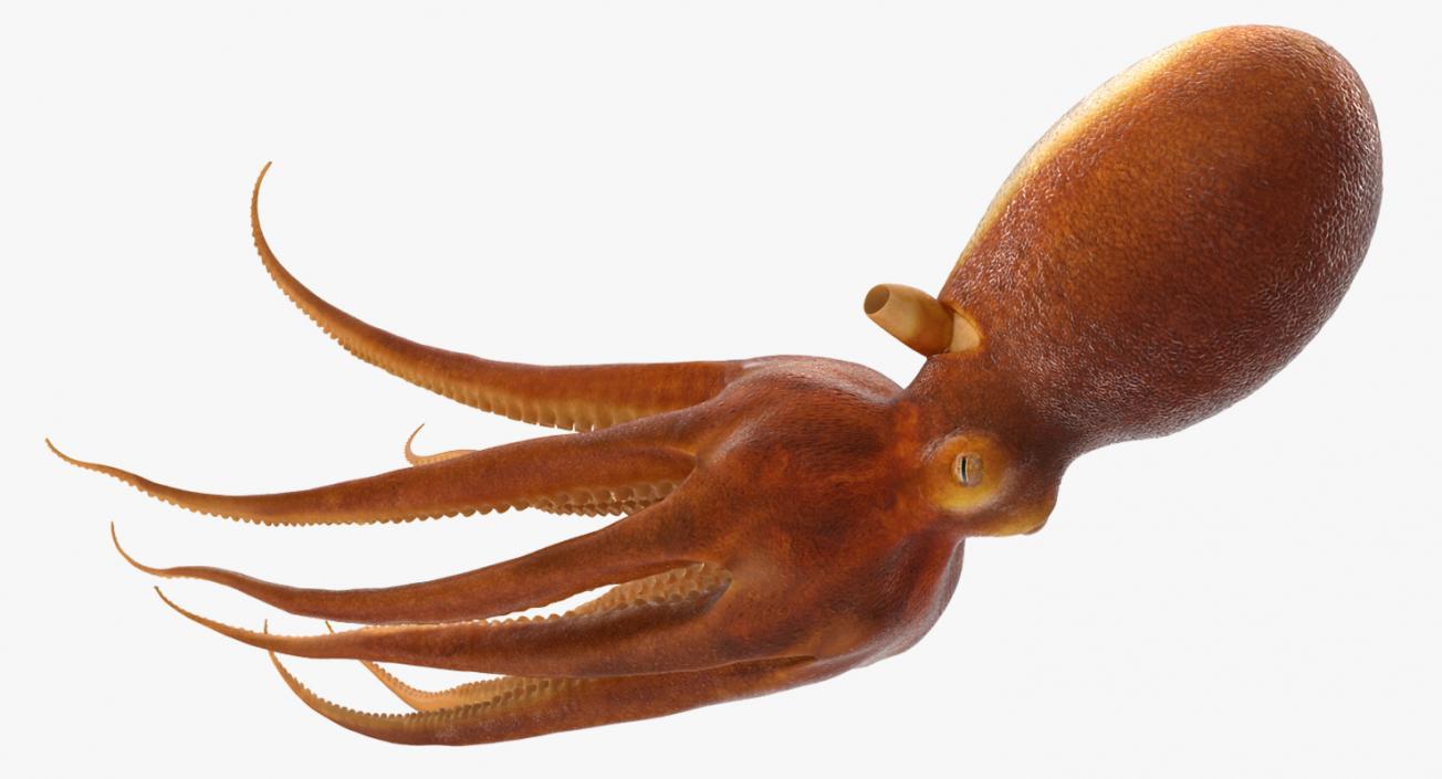 3D Common Octopus Swimming model