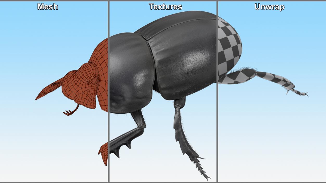 Soil Beetle Crawling Fur 3D model