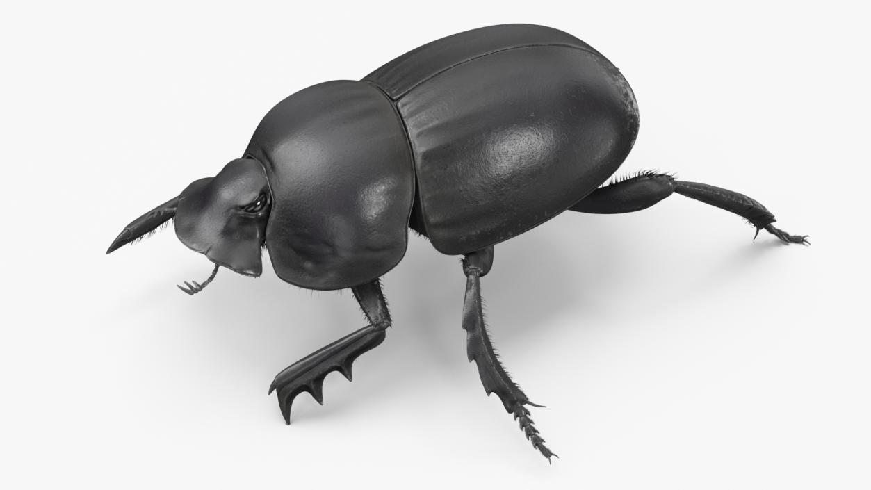 Soil Beetle Crawling Fur 3D model