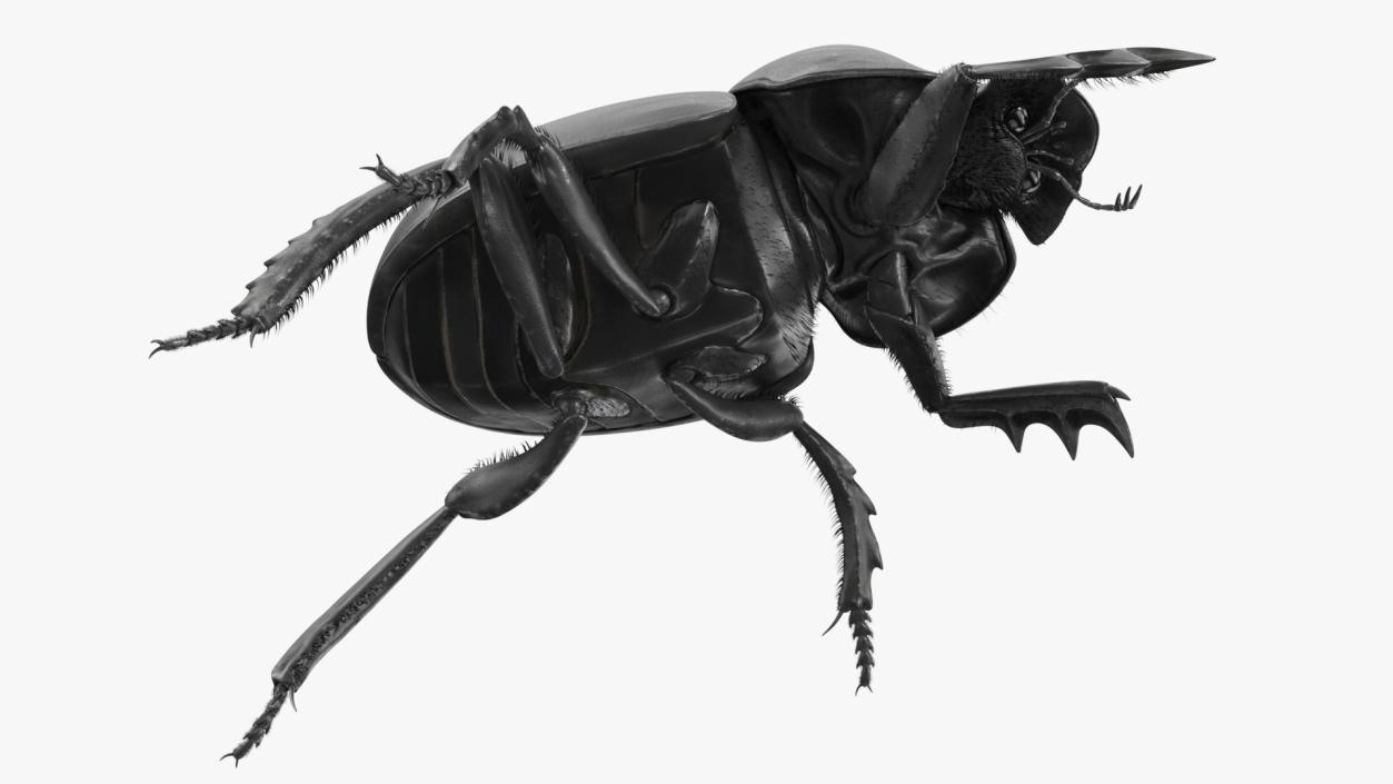 Soil Beetle Crawling Fur 3D model