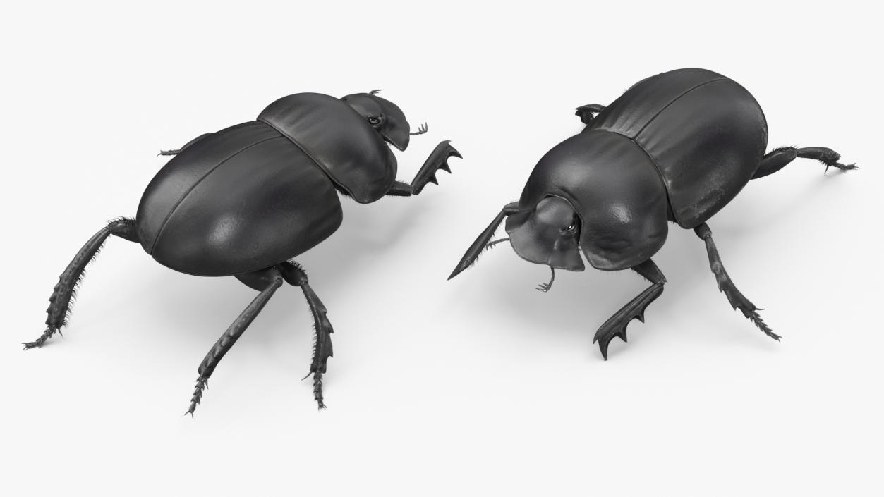 Soil Beetle Crawling Fur 3D model