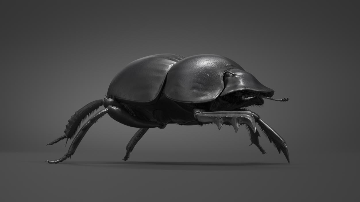 Soil Beetle Crawling Fur 3D model