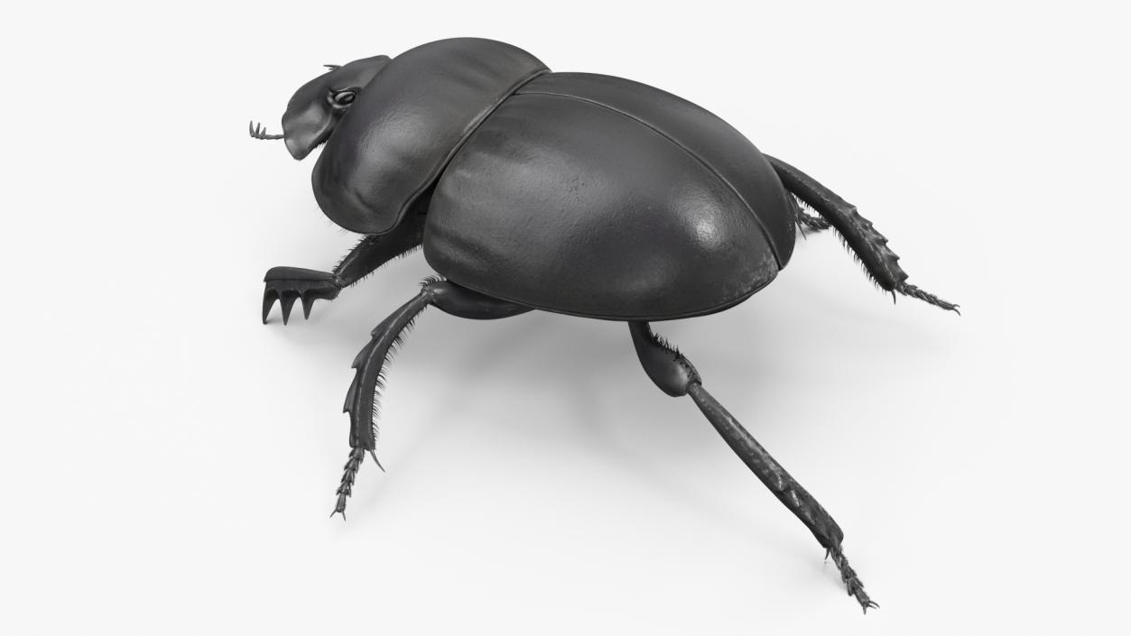 Soil Beetle Crawling Fur 3D model