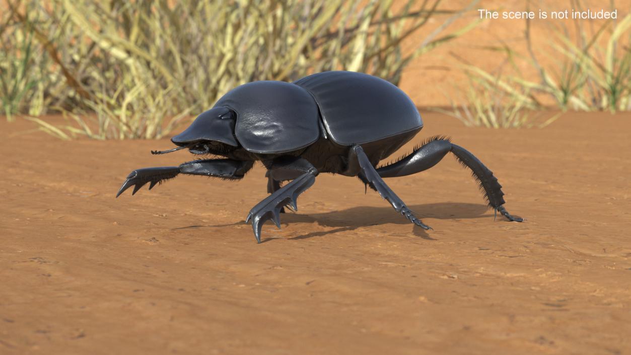 Soil Beetle Crawling Fur 3D model