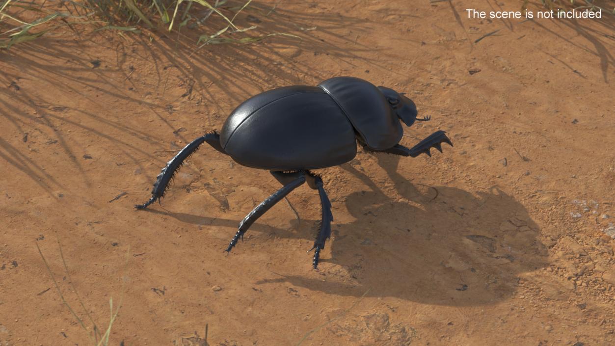 Soil Beetle Crawling Fur 3D model